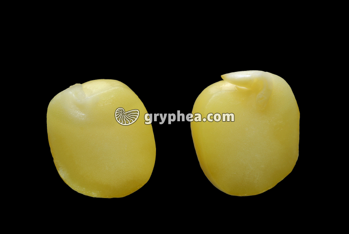 Pois de senteur - Graine disséquée montrant le cotylédons et la plantule - gryphea.com